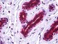 SSBP2 antibody - N-terminal region